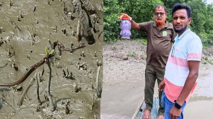 ইউএনওর সরকারি বাসভবন থেকে উদ্ধার ‘ঘরগিন্নি’ সাপ, পরে সুন্দরবনে অবমুক্ত