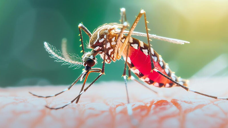 ডেঙ্গুতে আরও ৩ জনের মৃত্যু, হাসপাতালে ৫১২