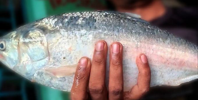 এক ইলিশ ৬ হাজার ৮২৫ টাকায় বিক্রি