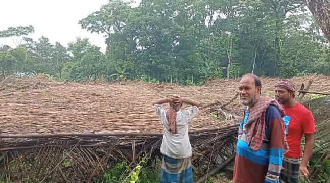 টানা বৃষ্টিতে পানের বরজে ধস, স্বপ্নভঙ্গ চাষিদের 
