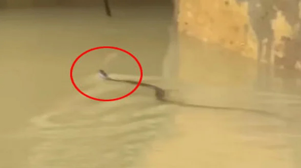 চট্টগ্রামে সাপের কামড়ে আহত অন্তত ৭৫ জন