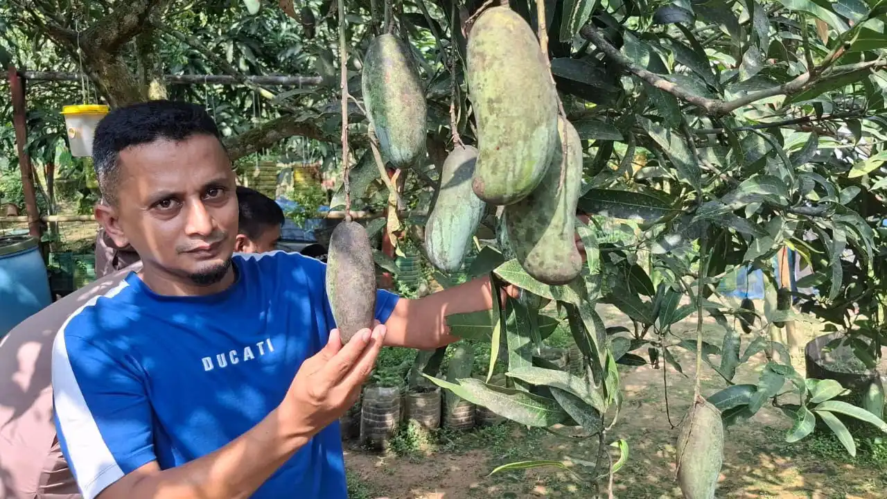 শখের বাগানে আছে ৩৭ জাতের আম