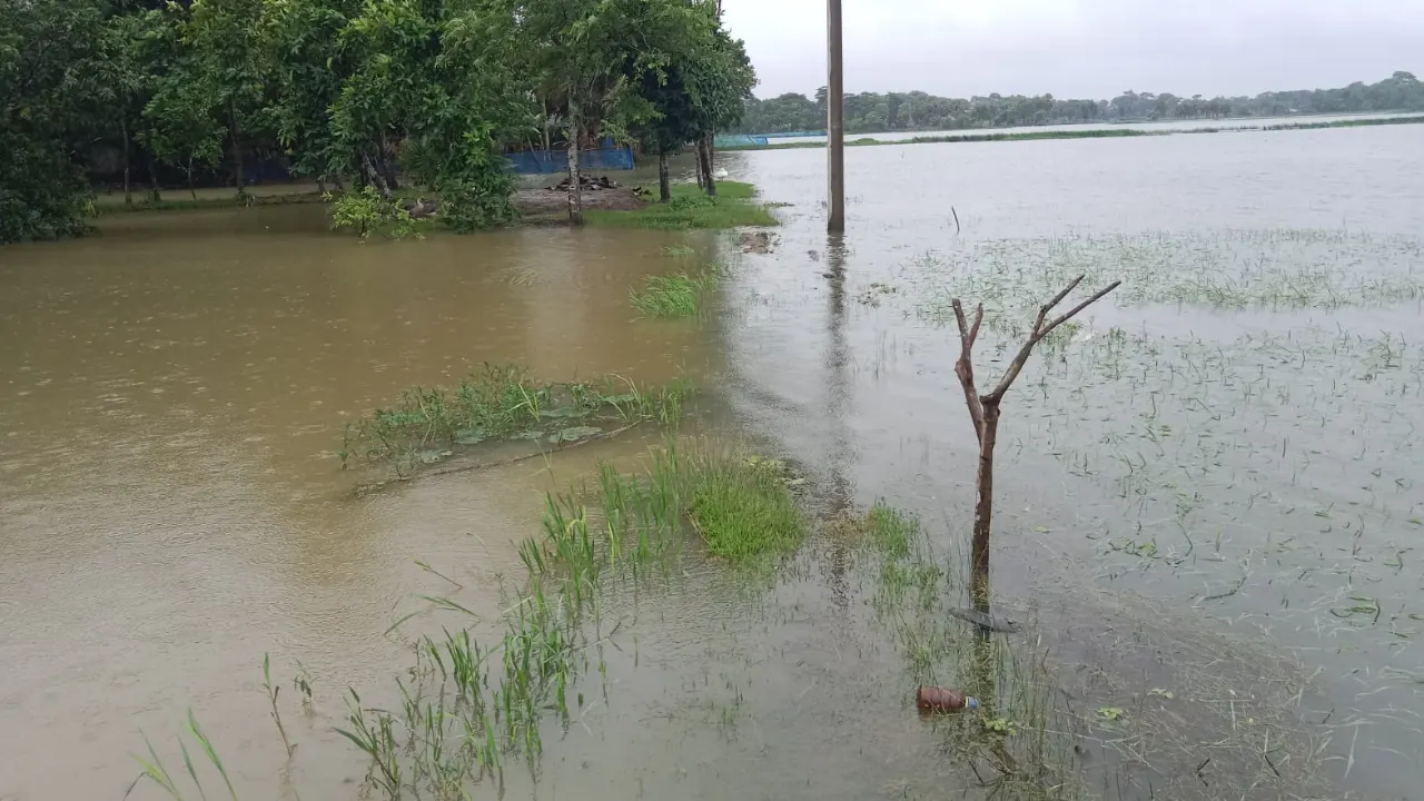 পটুয়াখালীতে ভারী বর্ষণে ভেসে গেছে কয়েক কোটি টাকার মাছ