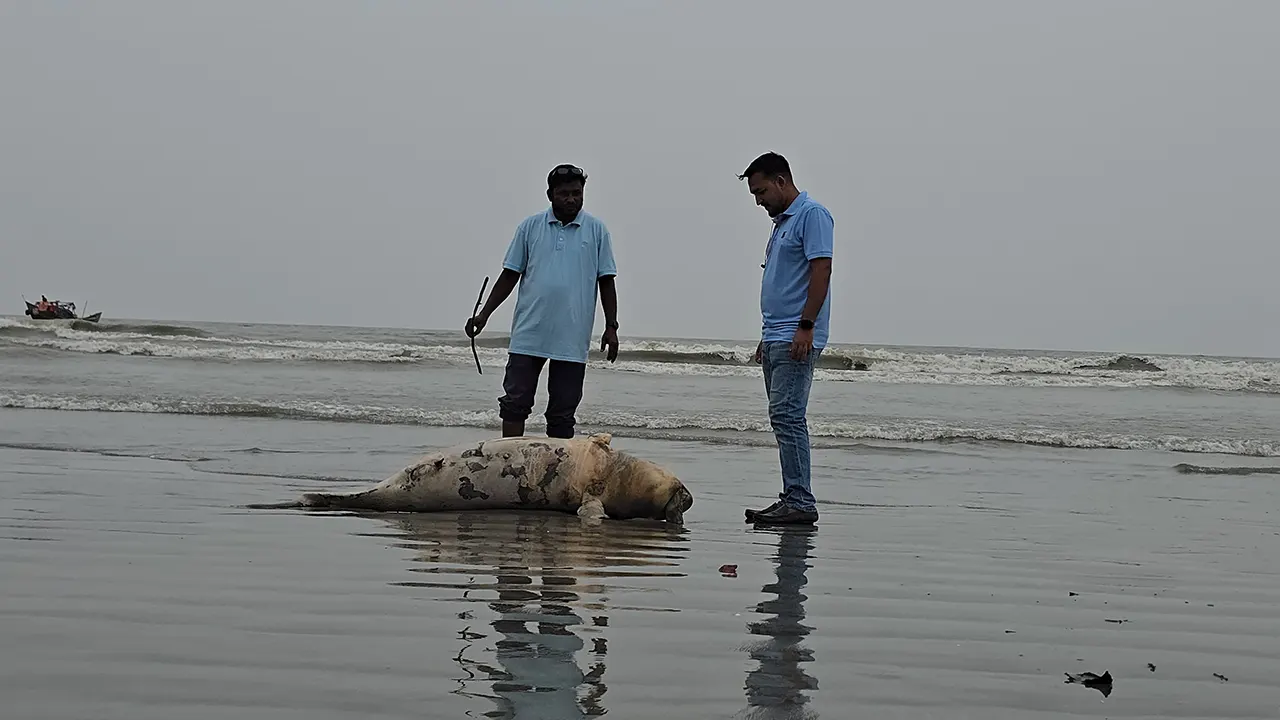 ফের কুয়াকাটা সৈকতে ভেসে এলো মৃত ইরাবতী ডলফিন