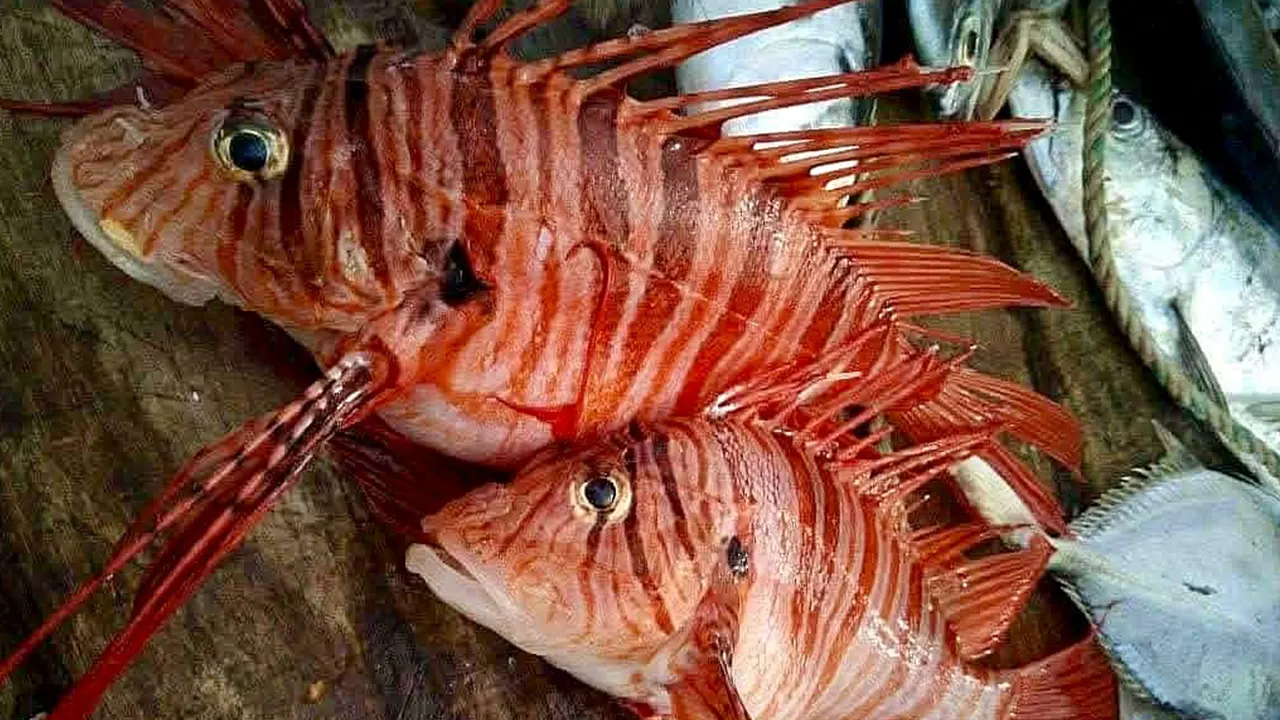 জেলের জালে বিরল প্রজাতির লায়নফিশ