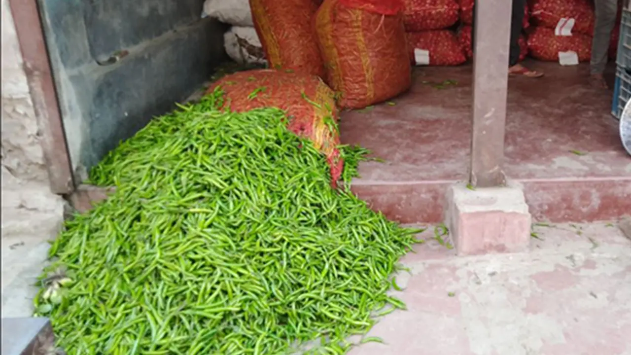 ঝাঁঝ বেড়েছে কাঁচামরিচের