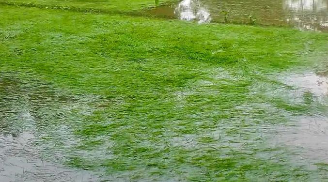 বাউফলে আমন বীজতলা নিমজ্জিত, কৃষকের স্বপ্নভঙ্গ