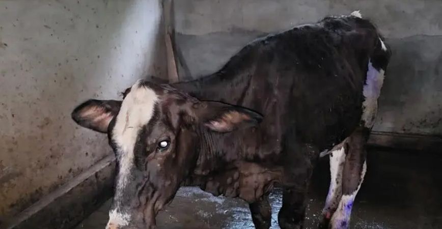গরুর খুরা-লাম্পি রোগে দুশ্চিন্তায় পটুয়াখালীর খামারিরা