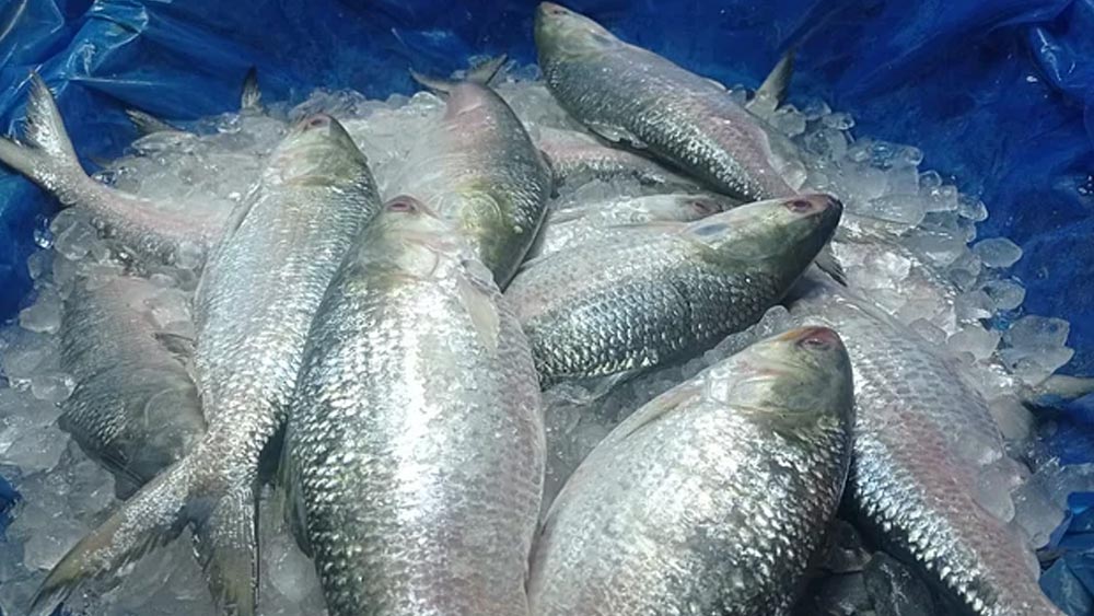 ইলিশ এখন বিলাসিতা