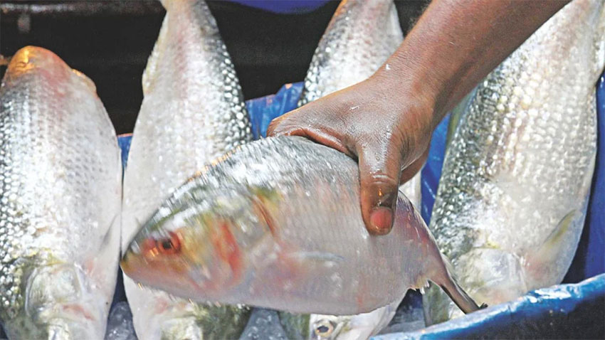 ভরা মৌসুমেও ইলিশের আকাল