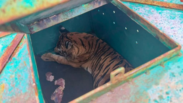 মৃত্যুর মুখ থেকে ফিরে আবারও সুন্দরবনের রানি
