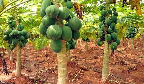বাগেরহাটে পেঁপে চাষে কৃষকদের সাফল্য