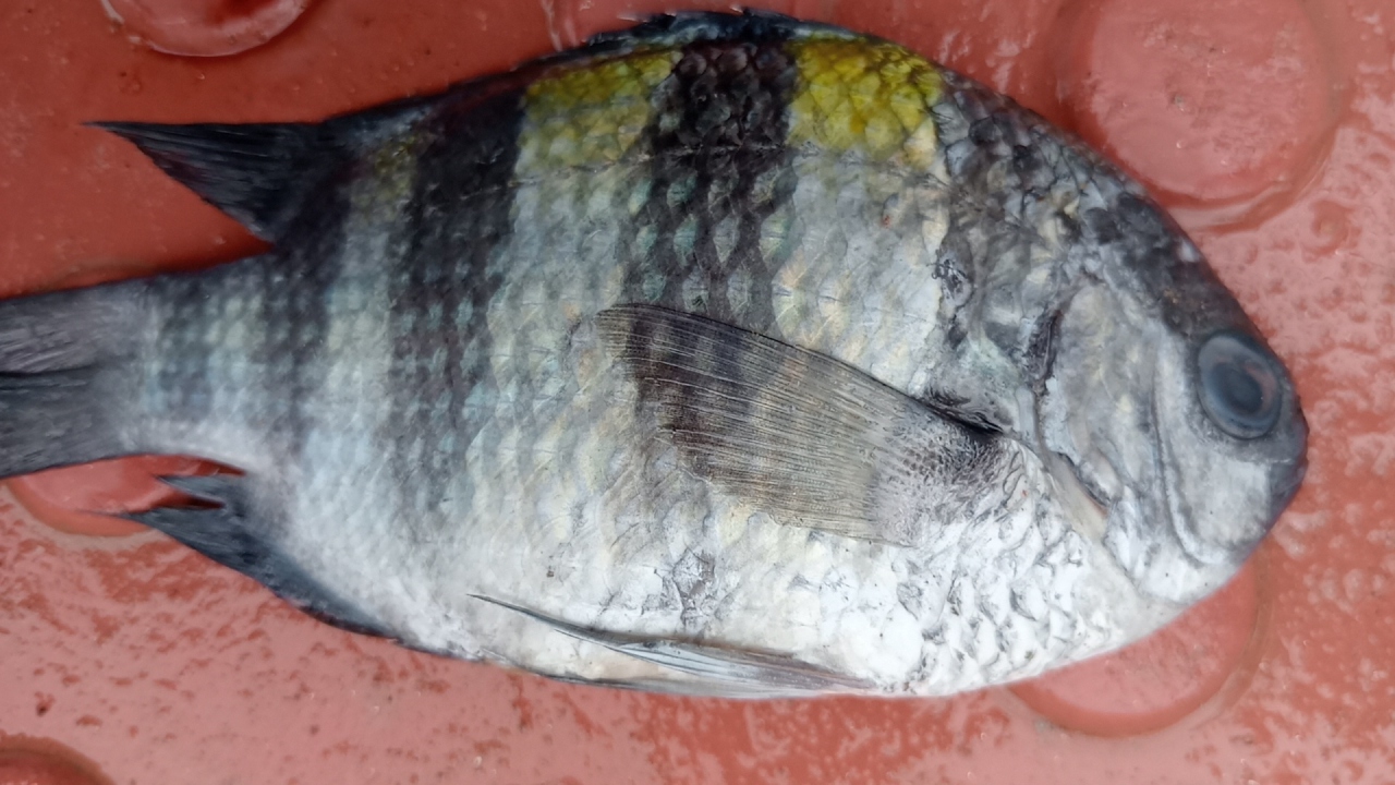 বঙ্গোপসাগরে জেলের জালে ধরা পড়ল ‘সার্জেন্ট মেজর ফিশ’