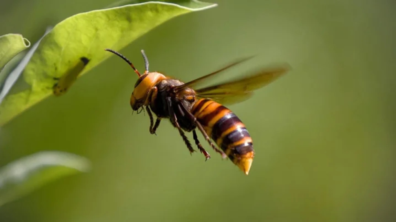 ভিমরুলের কামড়ে প্রাণ গেল শিশুর