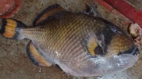 কুয়াকাটায় জেলের জালে বিরল টাইটান ট্রিগারফিশ