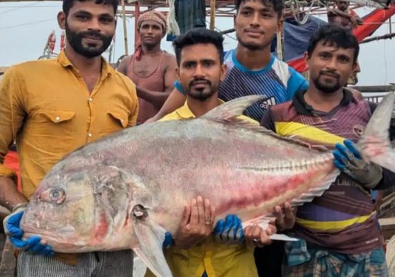 জেলের জালে দেড় মণ ওজনের তবল মাছ