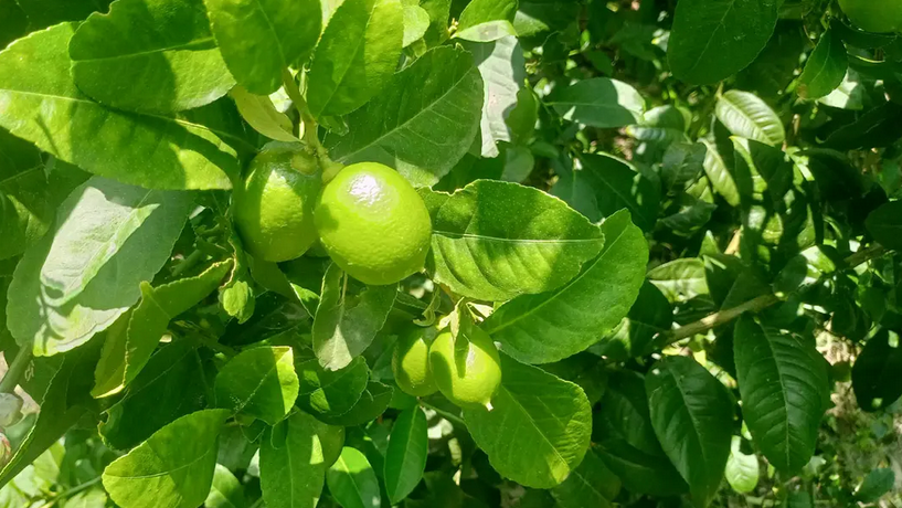 দক্ষিণাঞ্চলে সারা বছর উৎপাদন হবে লেবু