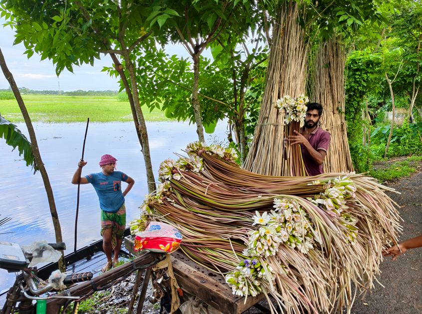 শাপলা বিক্রিই কর্মহীনদের আয়ের উৎস