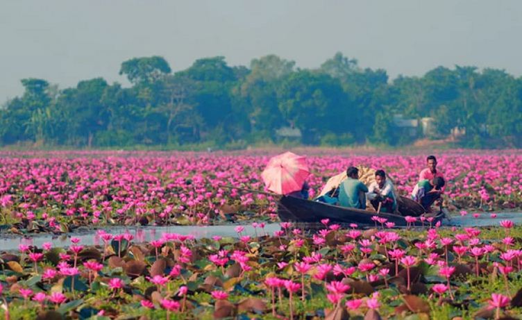 অপার সৌন্দর্যের লীলাভূমি উজিরপুরের লাল শাপলার বিল