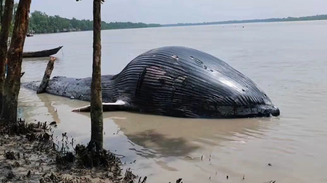 নদীর তীরে ভেসে এলো ৩০ ফুটের মৃত তিমি