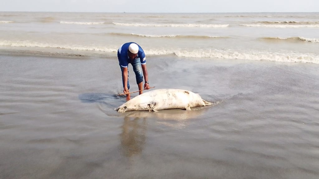 কুয়াকাটায় ভেসে এলো ৬ ফুটের মৃত ডলফিন, লেজে বাঁধা ছিল দড়ি