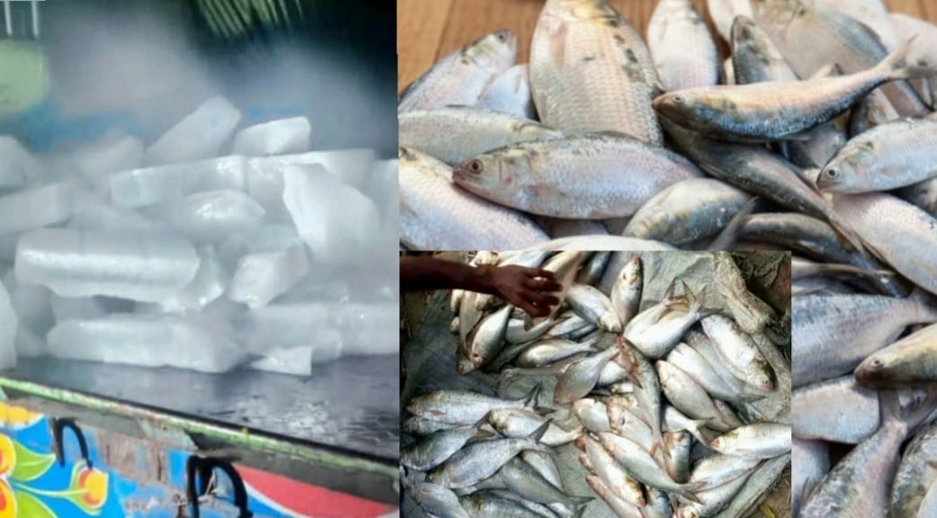 কর্তৃপক্ষদের ম্যানেজ করে চরফ্যাশনে মা ইলিশ নিধনের অভিযোগ, জব্দ মাছ ও বরফভর্তি গাড়ি