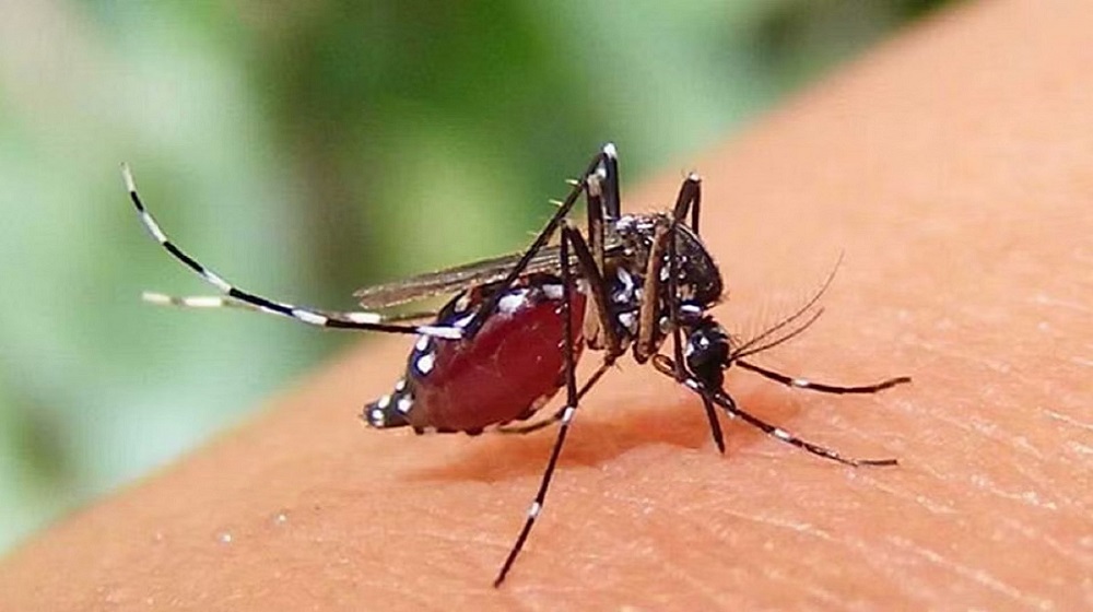 ডেঙ্গুতে আরও ৫ মৃত্যু, হাসপাতালে ভর্তি ১,৩৬৬